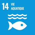 SDG 14 : La vie sous l'eau